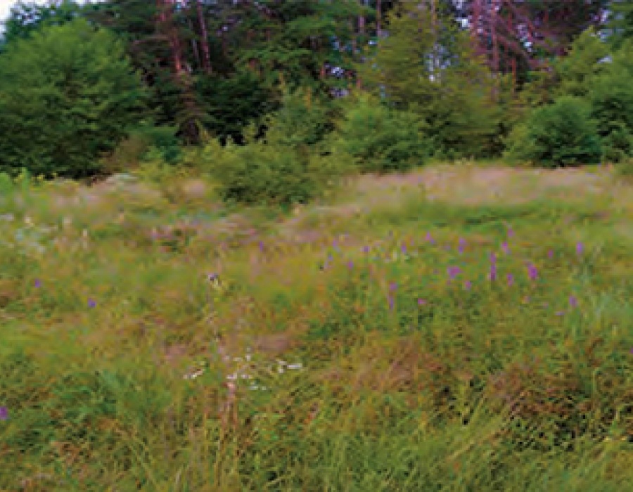 Kruidenwandeling 'De Poel'